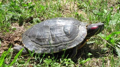 HD: Red-Eared Slider Turtle Nesting Stock Footage 7905990