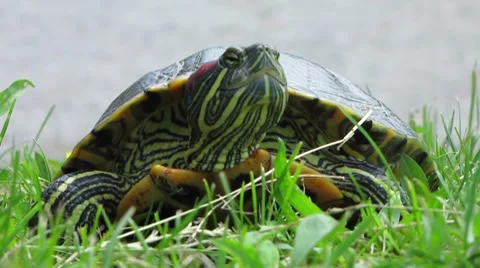 HD: Red-Eared Slider Turtle Portrait Stock Footage 7905997