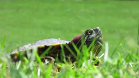 HD: Red-Eared Slider Turtle In The Grass Stock Footage 7906005