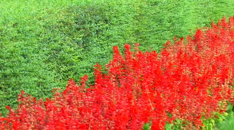 HD Red flower bed and green grass, Panorama Stock Footage 598385
