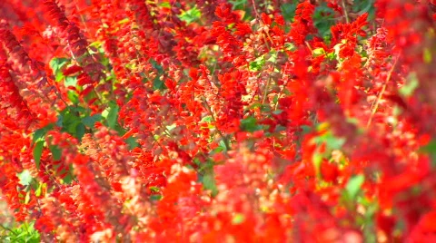 HD Red flowers, closeup Stock Footage 598369