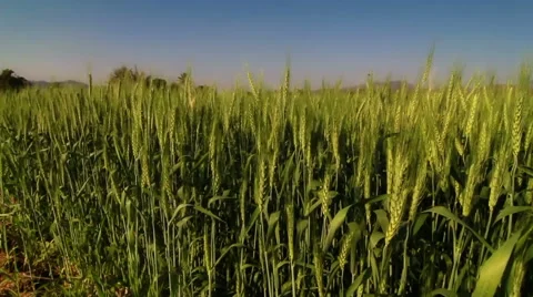 HD: Rice field Stock Footage 48802678