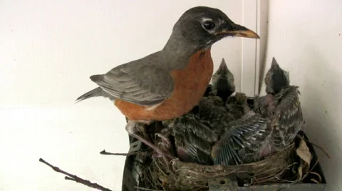 HD robin and chicks in nest 24p Stock Footage 157525