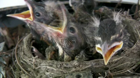 HD robin chicks close-up 24p Video stock 157526