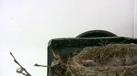 HD robin chicks feeding Stock Footage 157529