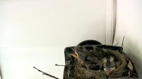 HD robin feeds chicks in nest 24p Stock Footage 157509