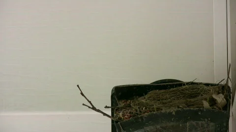 HD robin lands on nest Stock Footage 157594