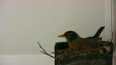 HD robin leaving the nest Stock Footage 157542