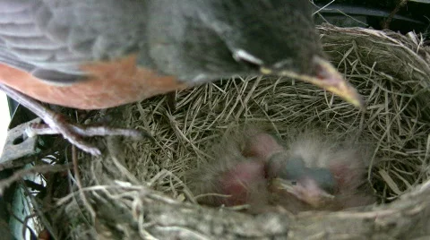 HD robin sits on chicks in nest Stock Footage 158477