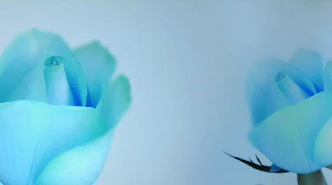 Hd rose blue light Stock Footage 563320