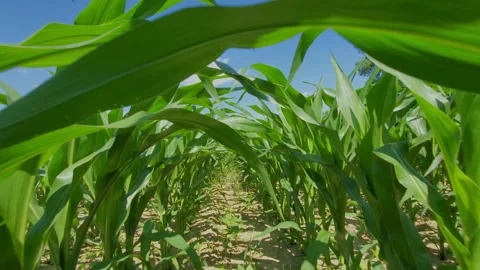 HD - Running through Cornfield - Low Angle Stock Footage 133745371