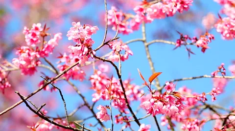 HD: Sakura floral, Pink flower in the wind, 1920x1080 Stock Footage 49043953