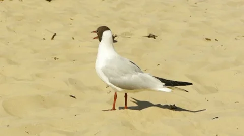 HD - seagull on the beach_scene1 Stock Footage 7903964