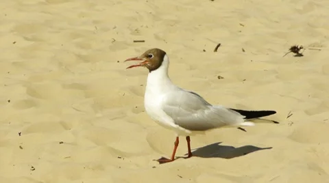 HD - seagull on the beach_scene2 Stock Footage 7904609