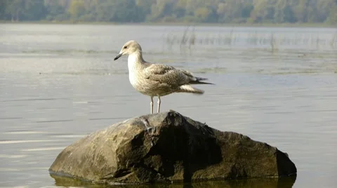 HD - Seagull on a rock Video stock 8576156