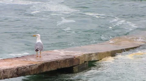 HD: Seagull by the shore Stock Footage 7907355