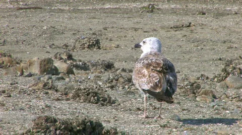 HD A seagull walking on the beach, closeup  Stock Footage 598048