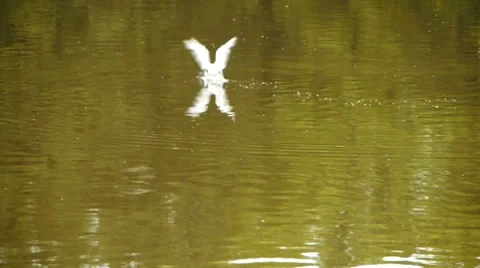 HD - Seagulls catching the fish Stock Footage 7740547