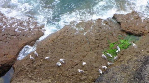 HD: Seagulls On The Rocks Video stock 7907324