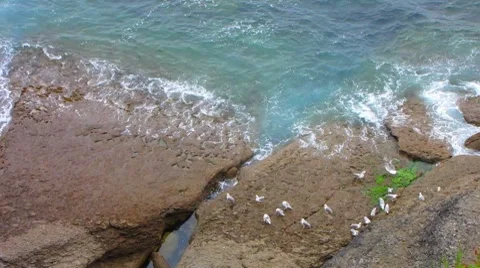 HD: Seagulls By The Shore Stock Footage 7907345