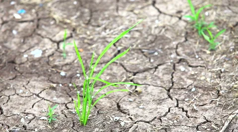 HD: Shallow green bush on a background of dry ground, 1920x1080 Stock Footage 49042755