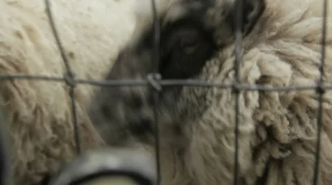 HD Sheep Stock Footage 10596929