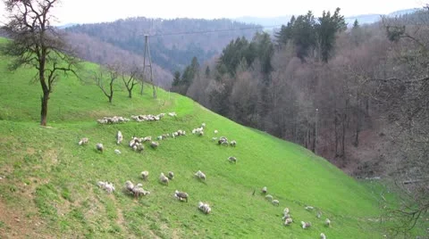 HD: Sheep On Hillside Stock Footage 9065172