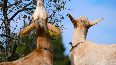 HD. Short shot of two goats eating the leaves of an oak tree Stock Footage 76976090
