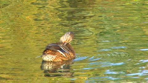 HD Single duck cleaning feathers in rippled water Stock Footage 598288