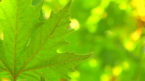 HD Single fresh green leaf Stock-Footage 598300