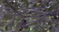 HD slo mo hummingbird waves his tongue in and out HD Footage