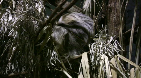 HD sloth in a tree Stock Footage 280597
