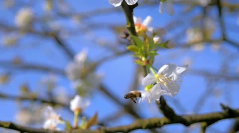 HD Slow-Mo: Bee on the Cherry Tree Stock-Footage 49327676