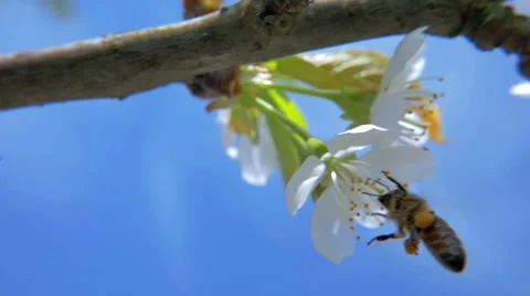 HD Slow-Mo: Bee land on White Flower Vidéo 49334350