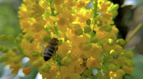 HD Slow-Mo: Behind the Hovering Bee Vidéo 49337261