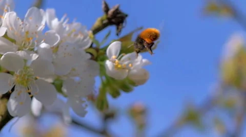 HD Slow-Mo: Bumblebee on White Blossom 動画素材 49330734