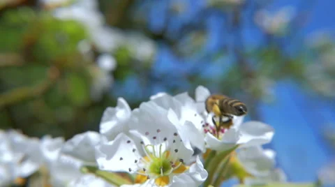 HD Slow-Mo: Flying Bee Approach to the White Flower Stock-Footage 49334687