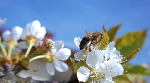 HD Slow-Mo: Hardworking Bee on Cherry Bloom Vidéo 49338424