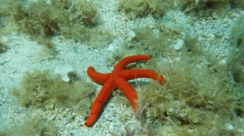 HD Slow-Mo: Red Sea Star on the Seabad Vidéo 46284952
