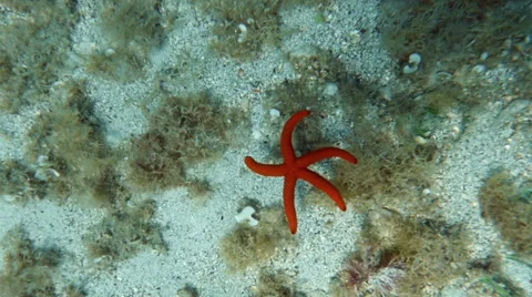 HD Slow-Mo: Starfish Sinking to the Seabed Stock-Footage 46283982