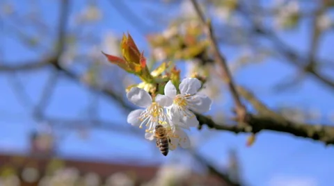HD Slow-Mo: Worker Bee on Cherry Blossom 库存影片 49328403