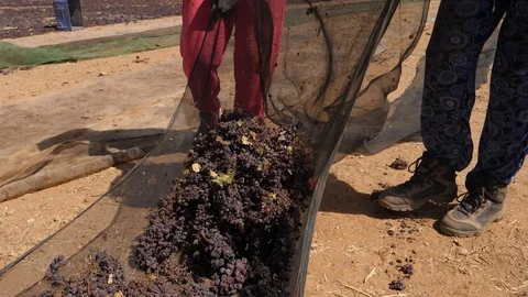 HD slow motion, beautiful image of two women putting bunches of grapes in a box Stock Footage 92845367