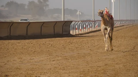 HD, Slow motion camel racing in Dubai Stock Footage 108379346