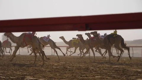 HD, Slow motion camel racing in Dubai Stock Footage 108379368
