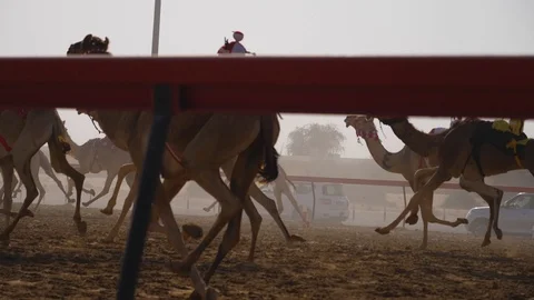 HD, Slow motion camel racing in Dubai Stock Footage 108379377