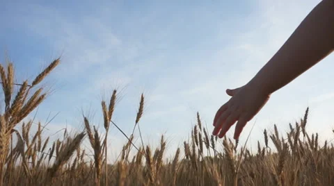 HD SLOW-MOTION:  children Touching Wheat Stockbeeldmateriaal 51779756