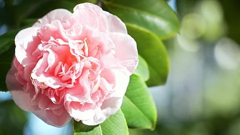 HD Slow motion close up of Pink Camellia Flower. Place for text on the right. 스톡 동영상 102736621