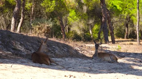HD Slow motion. Couple of deer lying in the sand of the Doñana dunes Video stock 85266141