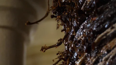 HD Slow motion. Detail of a grape press extracting the must Stock Footage 92845331