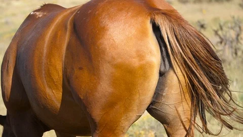 HD, Slow motion. Detail plan of the tail of a mare moving to scare the flies Stock Footage 102376045